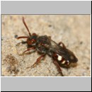 Nomada alboguttata - Wespenbiene w15a 8mm.jpg
